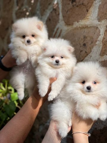pomeranian welpen
