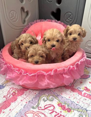 Entzückende Maltipoo-Welpen suchen ein liebevolles Zuhause