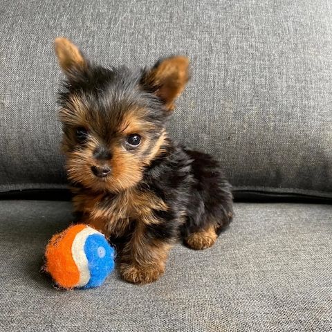 yorkshire terrier welpen