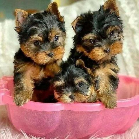 yorkshire terrier welpen