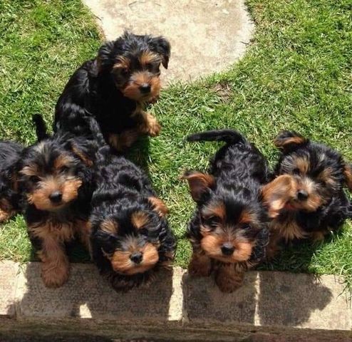 yorkshire terrier welpen