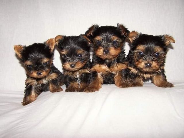 yorkshire terrier welpen