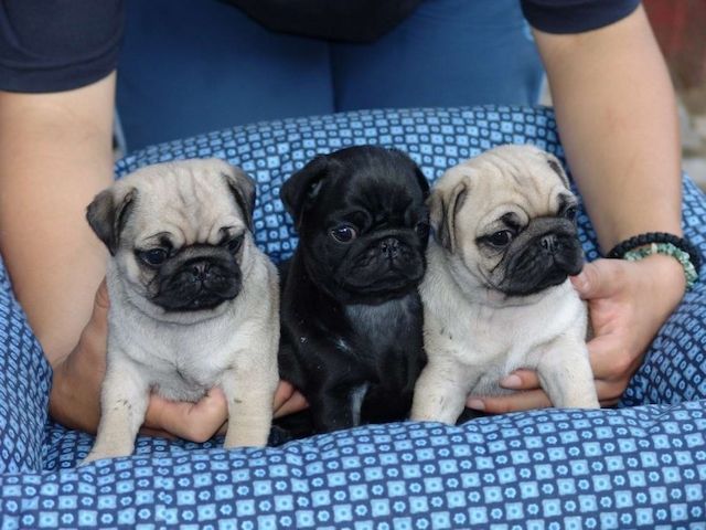 Mops-Welpen