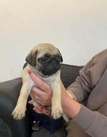 Mops-Welpen