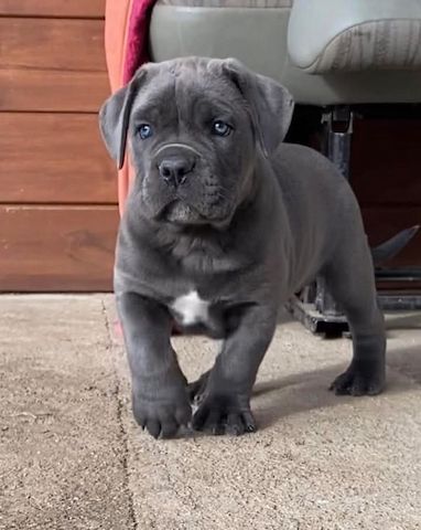 Cane-Corso-Welpen