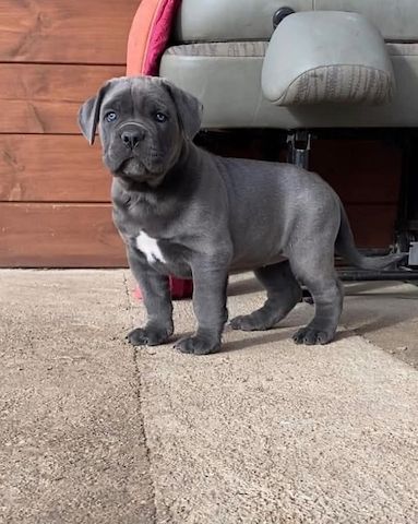 Cane-Corso-Welpen