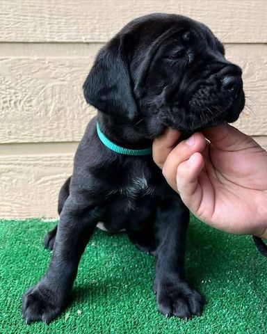 Cane-Corso-Welpen