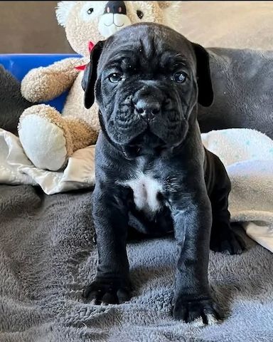 Cane-Corso-Welpen
