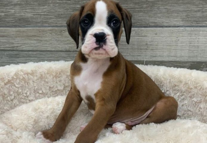 Boxerwelpen