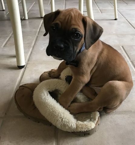 Boxerwelpen
