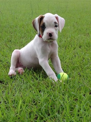 Boxerwelpen