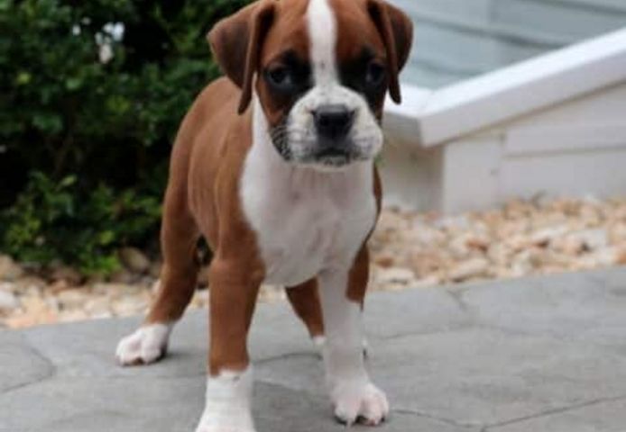 Boxerwelpen