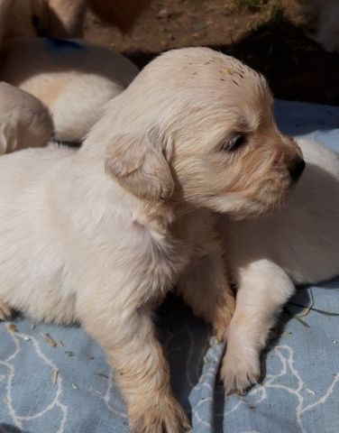 2,321 Golden-Retriever-Welpen