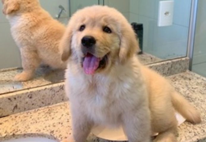 Golden-Retriever-Welpen