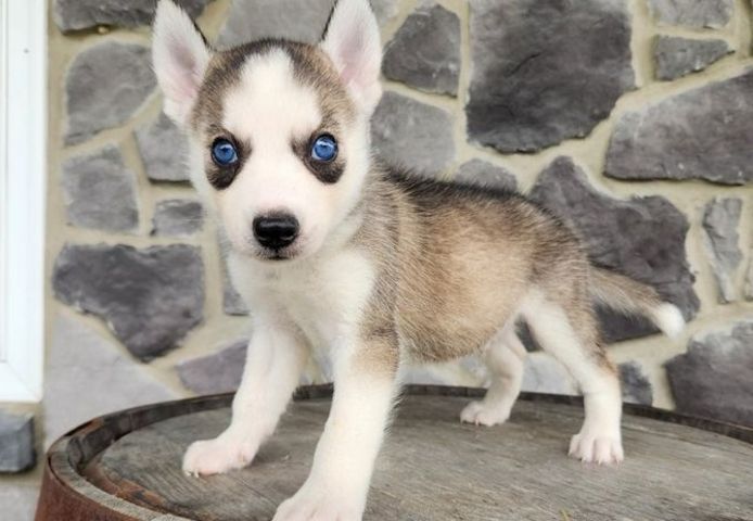 Siberian Husky-Welpen