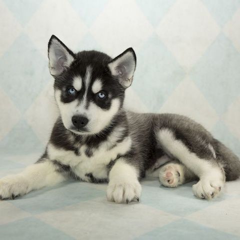 Siberian Husky-Welpen