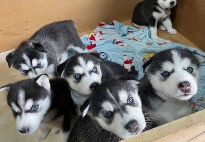 Siberian Husky-Welpen