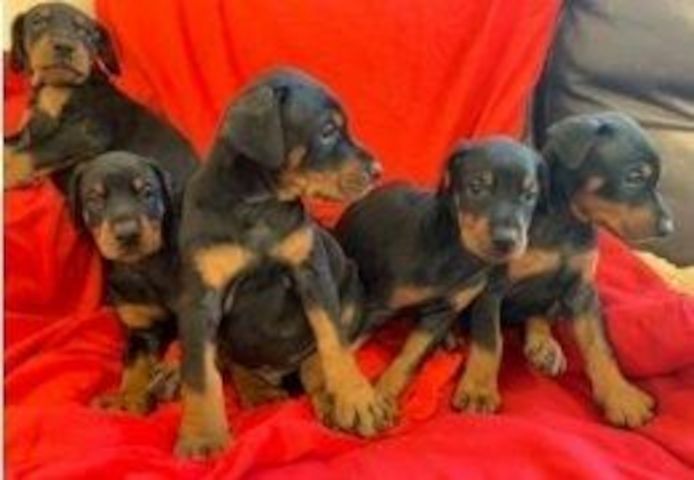 Dobermannwelpen (KC-registriert) zu verkaufen