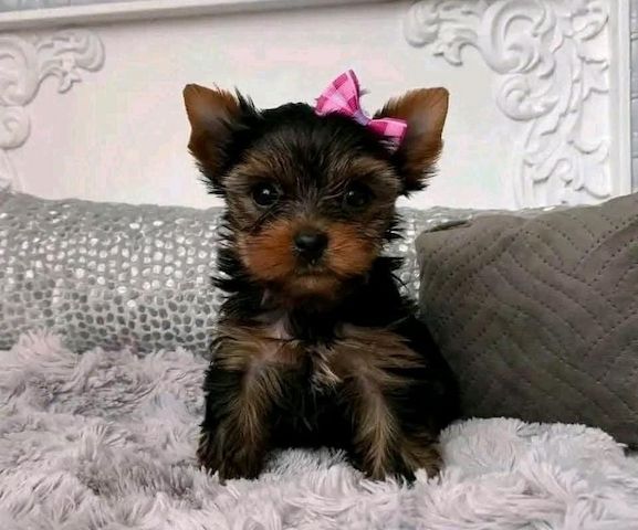 yorkshire terrier welpen