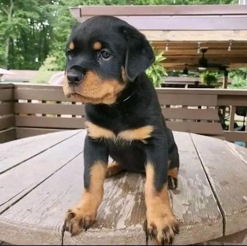 Rottweilerwelpen