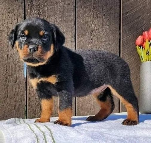 Rottweilerwelpen