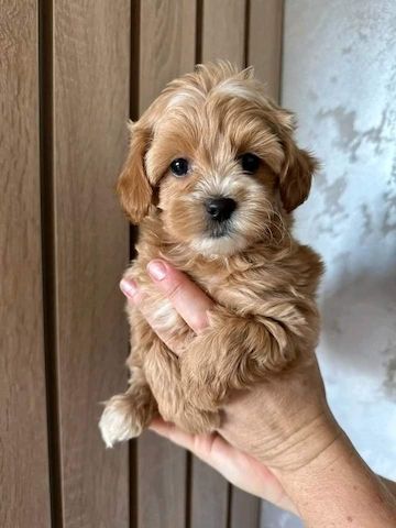 maltipoo welpen