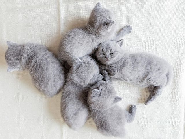 Britisch Kurzhaar Kater und Katzen