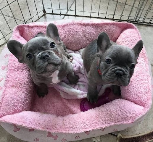 Französische Bulldoggen-Welpen suchen ein liebevolles Zuhause