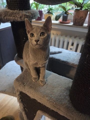 🐱 Wunderschöne Russisch Blau Katze – 8 Monate