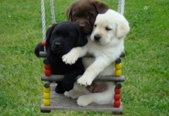 Labrador-Welpen suchen ein liebevolles Zuhause