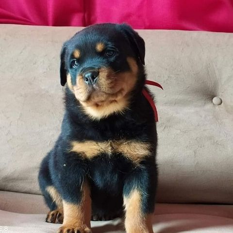 Labrador-Welpen suchen ein liebevolles Zuhause