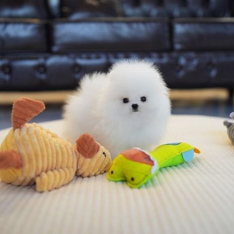Reinrassige Pomeranian Zwergspitz Welpen