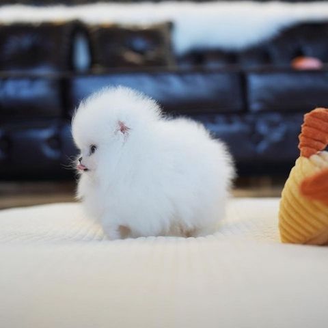 Reinrassige Pomeranian Zwergspitz Welpen