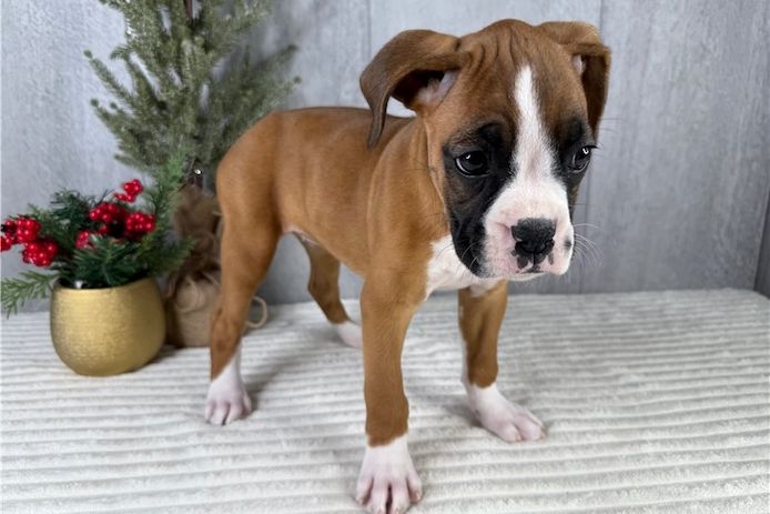 Boxer Welpen. WhatsApp: +44 7469 456352