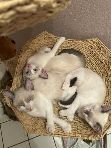 Siam Kitten abgabebereit