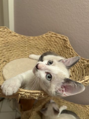 Siam Kitten abgabebereit