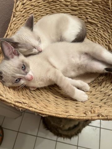 Siam Kitten abgabebereit