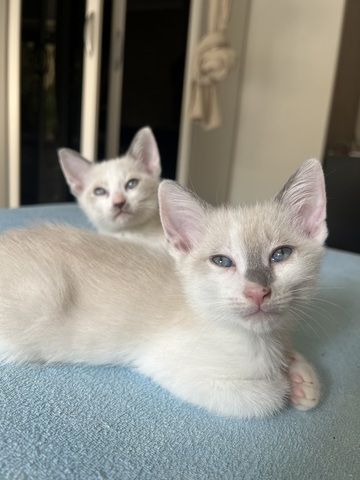 Siam Kitten abgabebereit