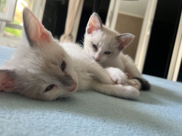 Siam Kitten abgabebereit