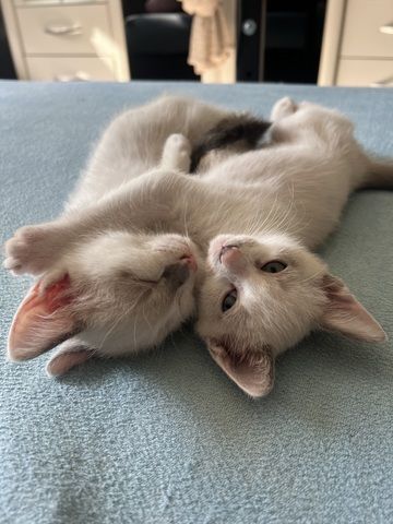 Siam Kitten abgabebereit
