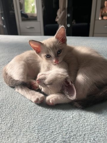 Siam Kitten abgabebereit