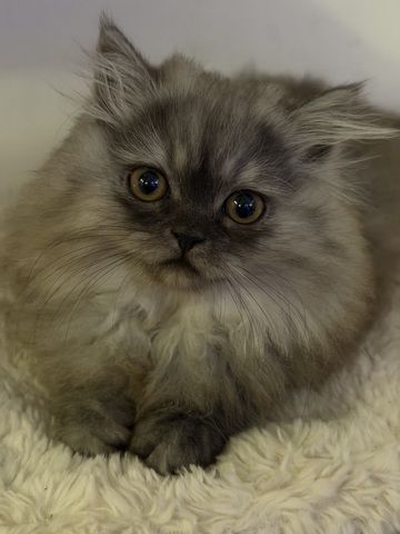 Graues Perser-Kitten Mädchen sucht liebevolles Zuhause