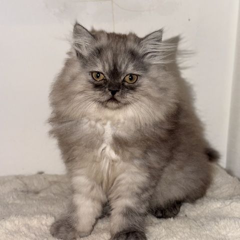 Graues Perser-Kitten Mädchen sucht liebevolles Zuhause