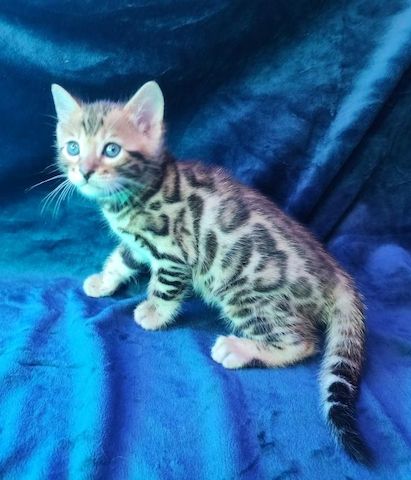 Bezaubernde Bengal-Kätzchen zu verkaufen