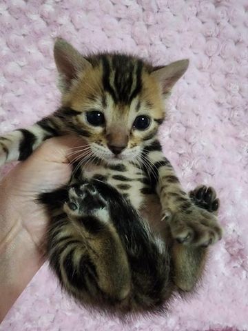 Bezaubernde Bengal-Kätzchen zu verkaufen