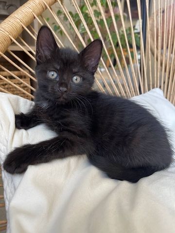 Katzenbabys Kitten