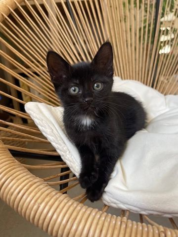 Katzenbabys Kitten