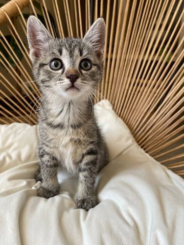 Katzenbabys Kitten