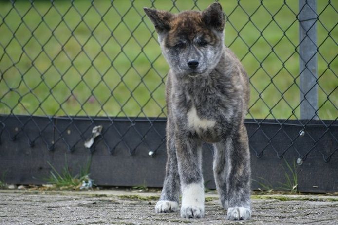 Akita-Inu-Welpen