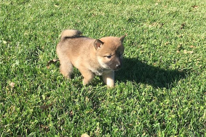 Shiba-Inu-Welpen. WhatsApp: +44 7469 456352